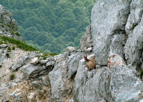 Camoscio d''Abruzzo Rupicapra pyrenaica ornata